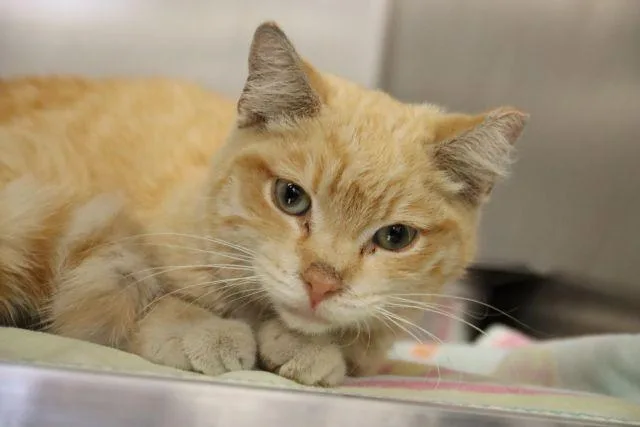 A young small-sized male Domestic Short Hair cat named Thistle for adoption in Tucson, AZ
