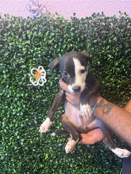 A baby small-sized male Black Mixed Breed dog named 61653578 for adoption in El Paso, TX