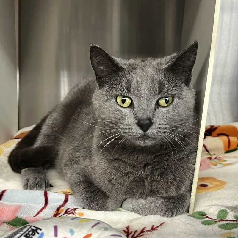 A young medium-sized female Domestic Short Hair cat named Petal for adoption in Mount Pleasant, MI