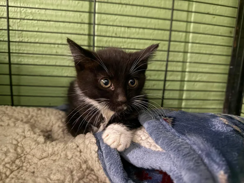 A young medium-sized male Black & White / Tuxedo Domestic Short Hair cat named Enzo for adoption in Leitchfield, KY