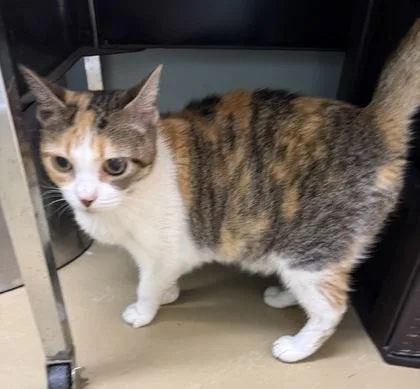 An adult small-sized female Domestic Short Hair cat named Glory for adoption in Port Saint Joe, FL