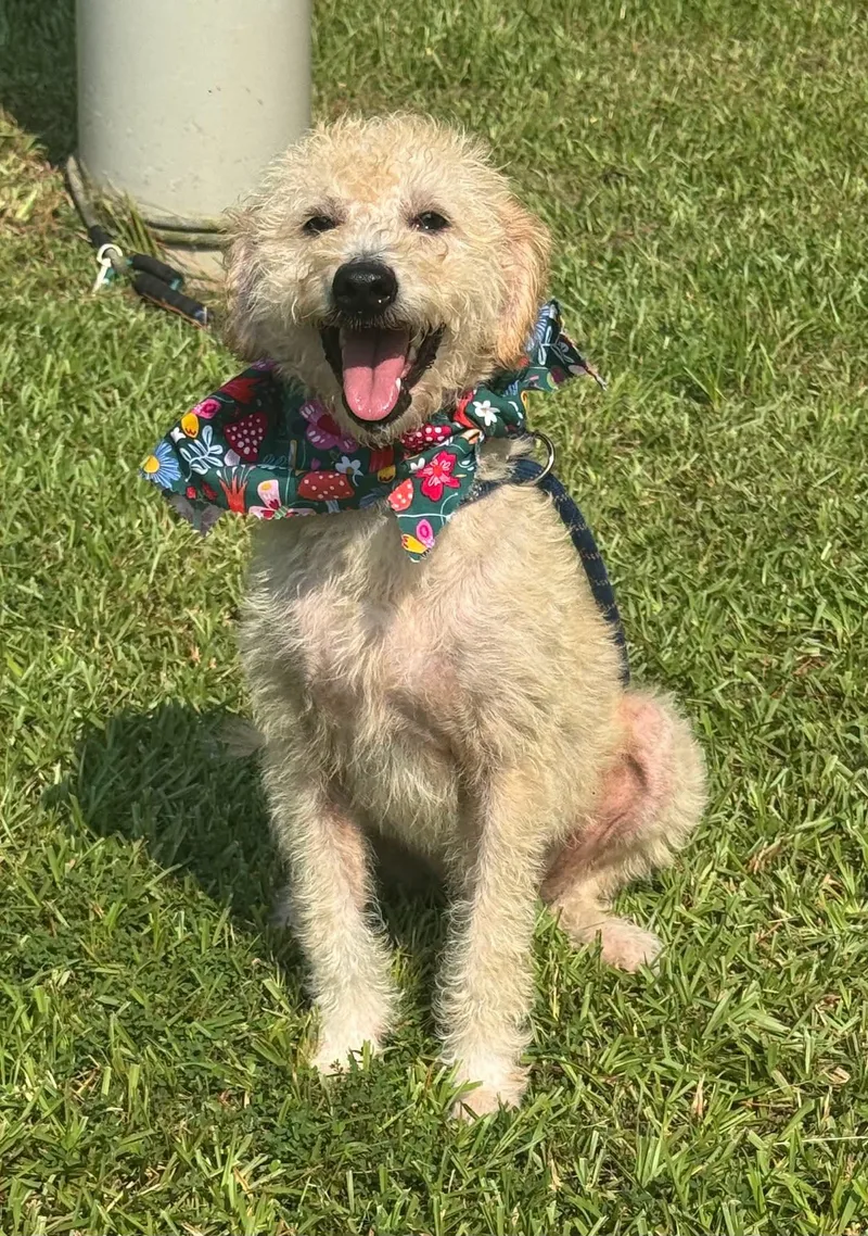 An adult small-sized female Goldendoodle dog named Sophie for adoption in Sumter, SC