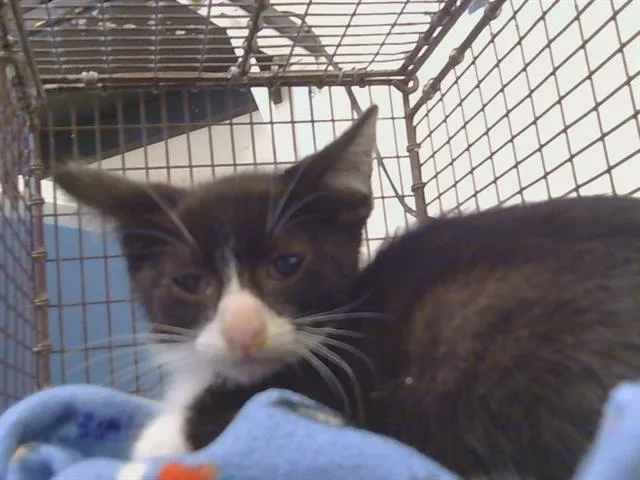 A baby small-sized male Domestic Short Hair cat named Julius for adoption in Sacramento, CA