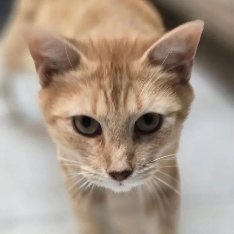 An adult medium-sized female Orange / Red Domestic Short Hair cat named TaTa for adoption in Newport, NC