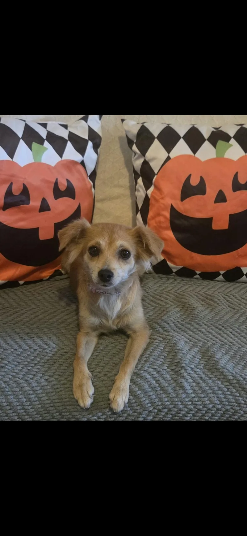 Butterscotch thumbnail 4