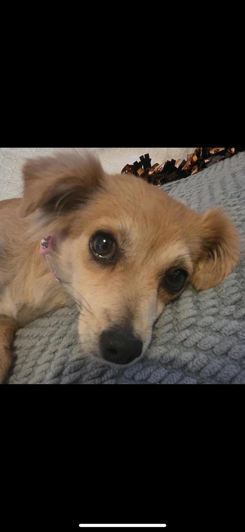 Butterscotch thumbnail 6