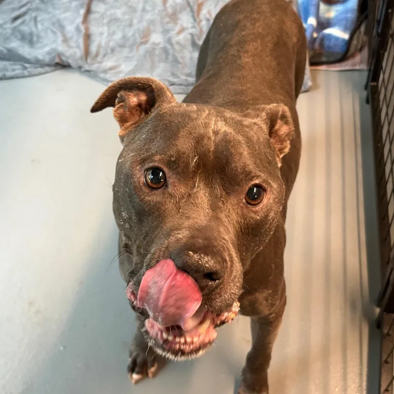 An adult medium-sized male Gray / Blue / Silver Pit Bull Terrier dog named Barry Buns for adoption in Austin, TX