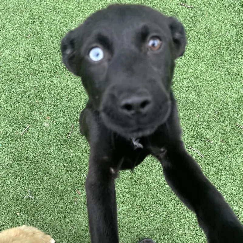 A baby large-sized male Black Great Pyrenees dog named Pirate for adoption in La Grange, KY