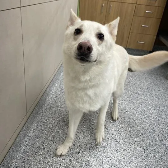A senior medium-sized male White / Cream German Shepherd Dog dog named Kobe for adoption in Chicago, IL
