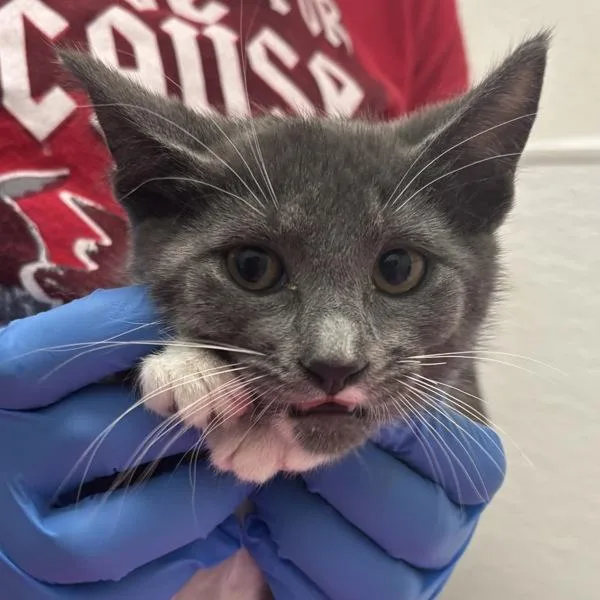 A baby medium-sized female Domestic Medium Hair cat named Mori for adoption in Silverdale, WA