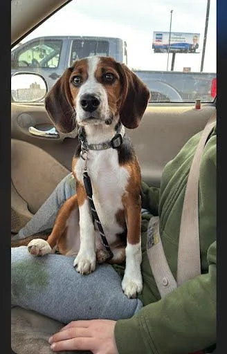 A baby medium-sized male Beagle dog named Randy Racoon for adoption in TULSA, OK