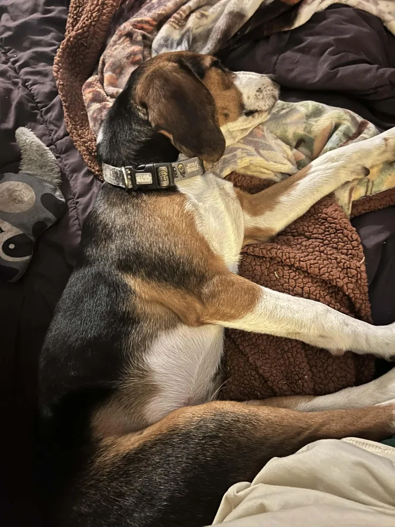 Randy Racoon thumbnail 2