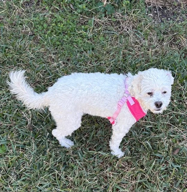 Lulana Orthw thumbnail 3