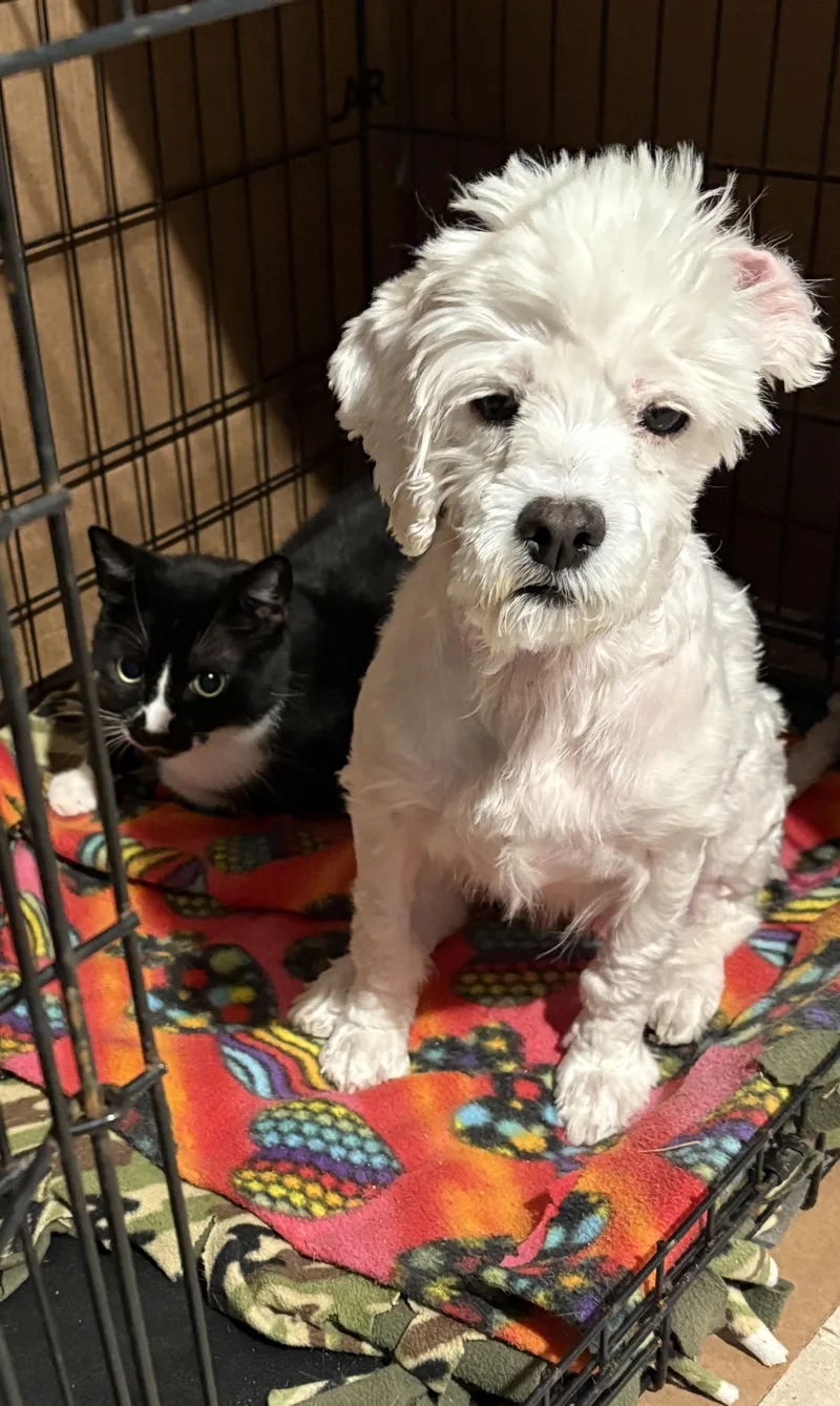 Lulana Orthw thumbnail 5