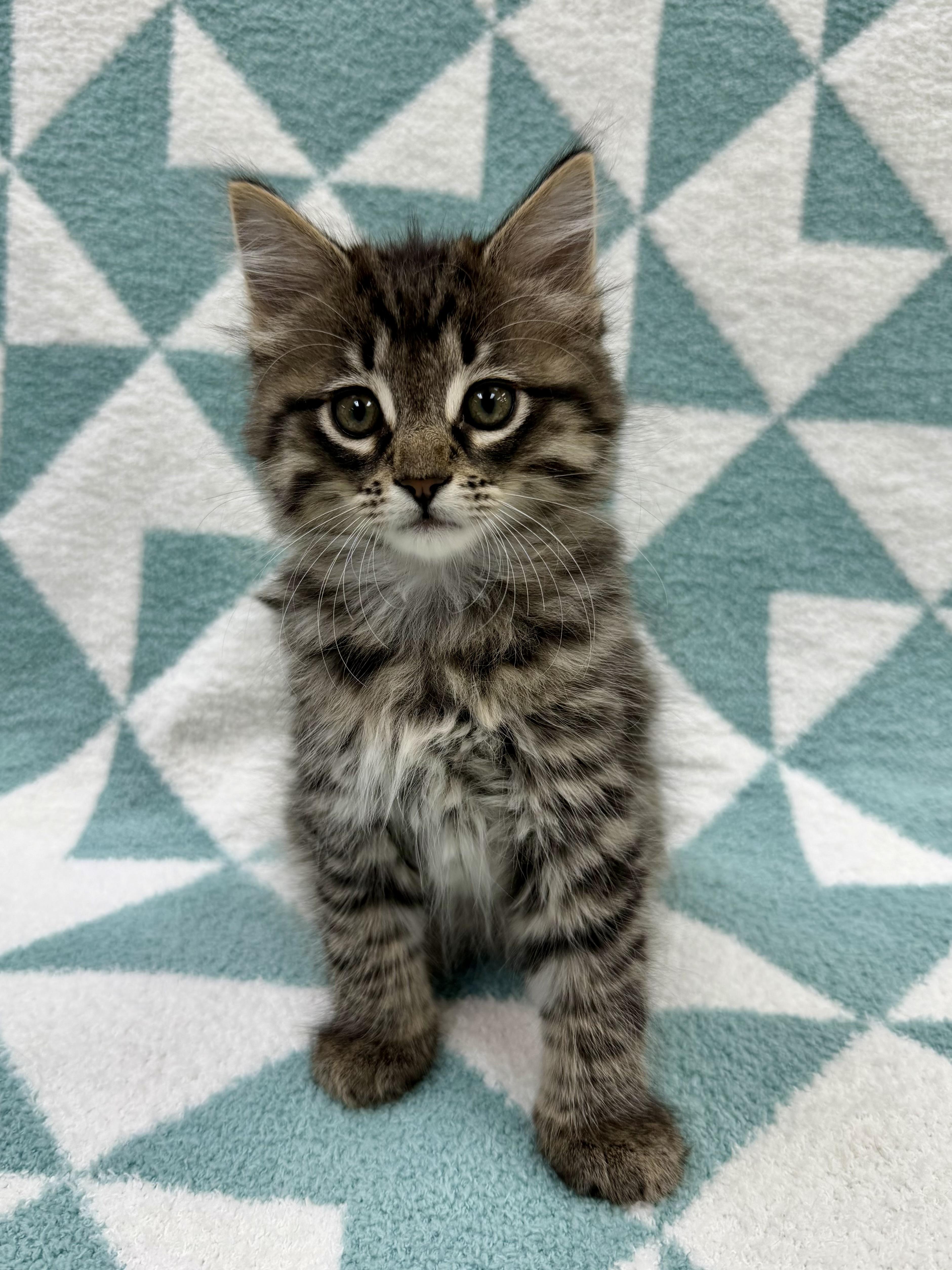 A baby medium-sized male Tabby (Brown / Chocolate) Domestic Long Hair cat named Toulouse for adoption in Columbus, OH