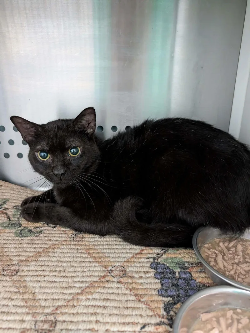 A young medium-sized male Black Domestic Short Hair cat named Freddy: Visit At Petsmart for adoption in Rustburg, VA