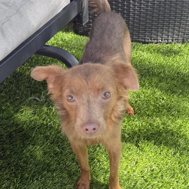 A young small-sized female Brown / Chocolate Chihuahua dog named Isla for adoption in Las Vegas, NV