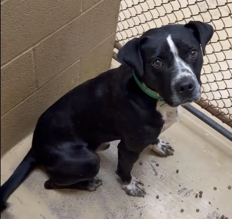 An adult medium-sized male Black Mixed Breed dog named Blu for adoption in Maryville, TN