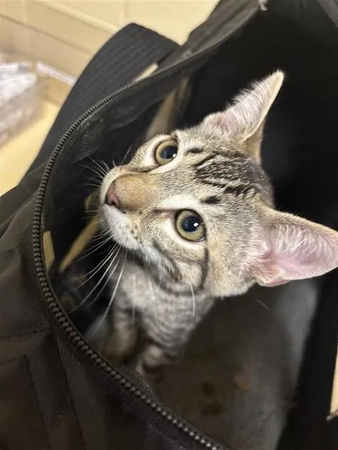 A young small-sized male Domestic Short Hair cat named A for adoption in Sacramento, CA