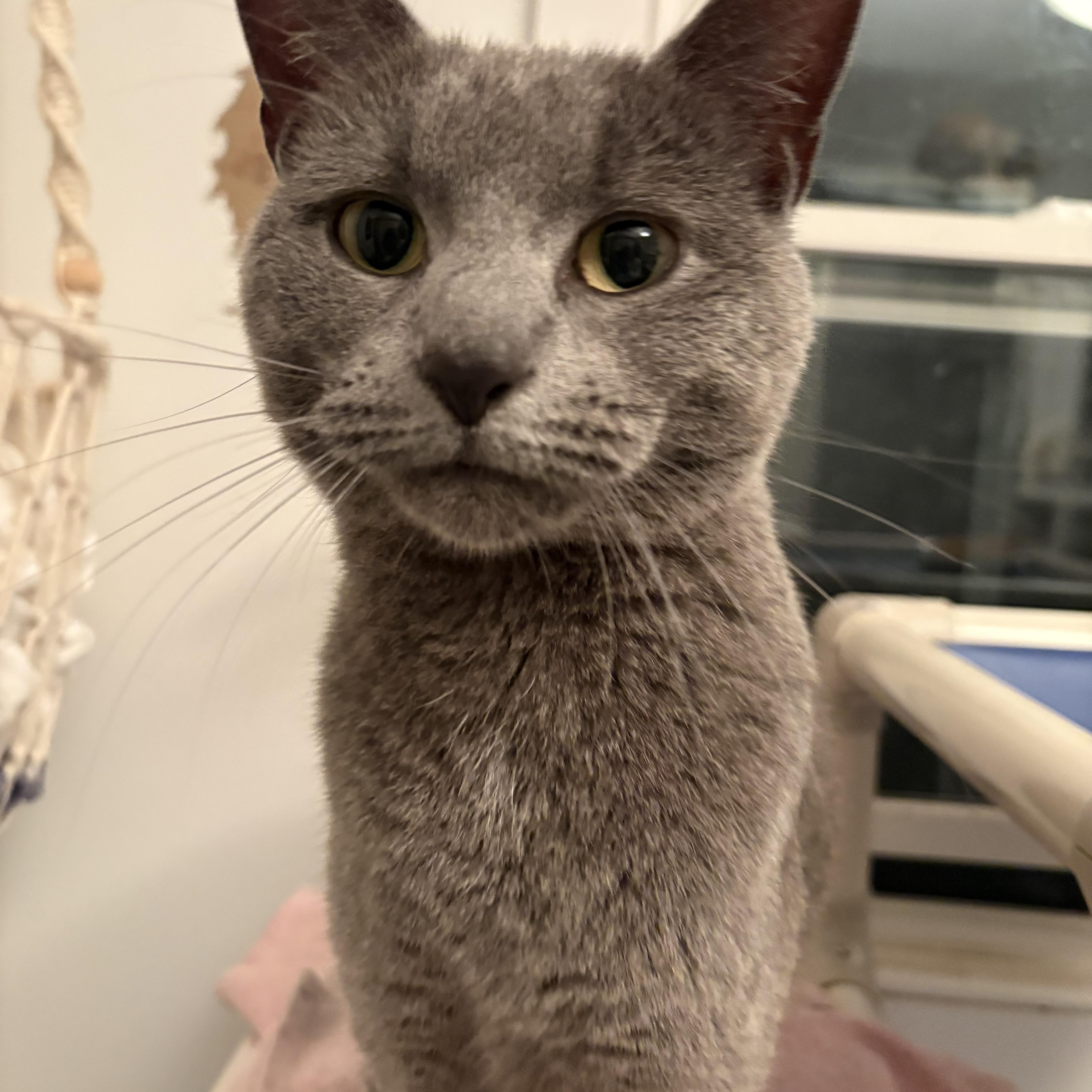An adult medium-sized female Gray / Blue / Silver Domestic Short Hair cat named Willow for adoption in Ridgefield, CT