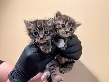 A baby small-sized male Domestic Short Hair cat named Dune for adoption in Tustin, CA