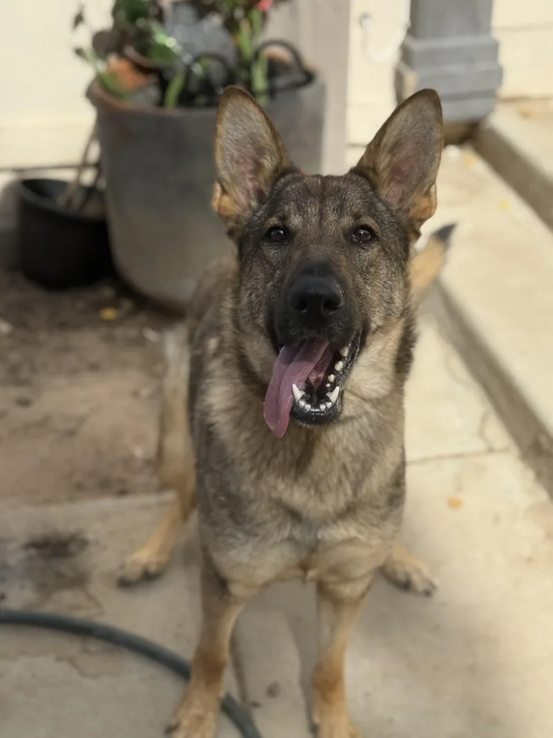 A young medium-sized female German Shepherd Dog dog named Sadie for adoption in Jefferson City, MO