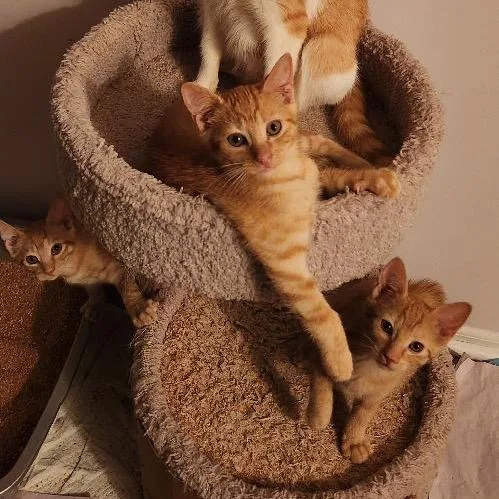 A baby small-sized male Orange / Red Domestic Short Hair cat named Ketchup for adoption in Mount Laurel, NJ