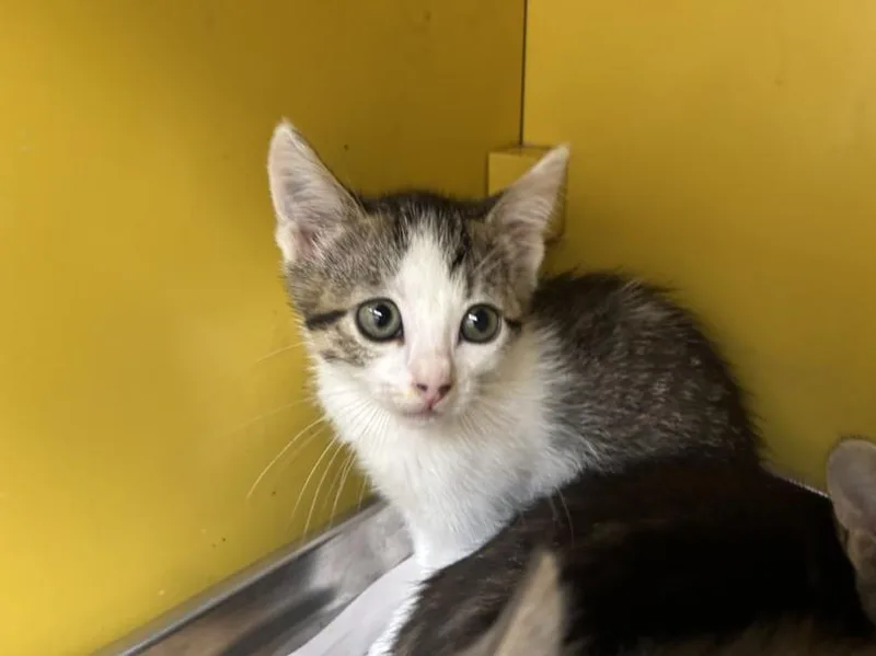 A baby small-sized male Domestic Medium Hair cat named Ray for adoption in Los Angeles, CA