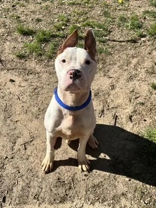 An adult medium-sized male Mixed Breed dog named Smooches for adoption in West Chester, PA