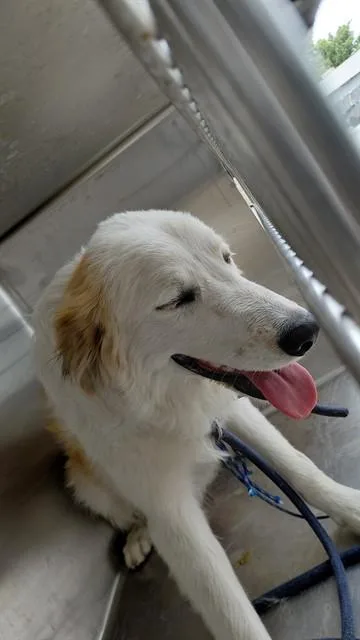 A young medium-sized male Australian Shepherd dog named Harvey for adoption in Baldwin Park, CA