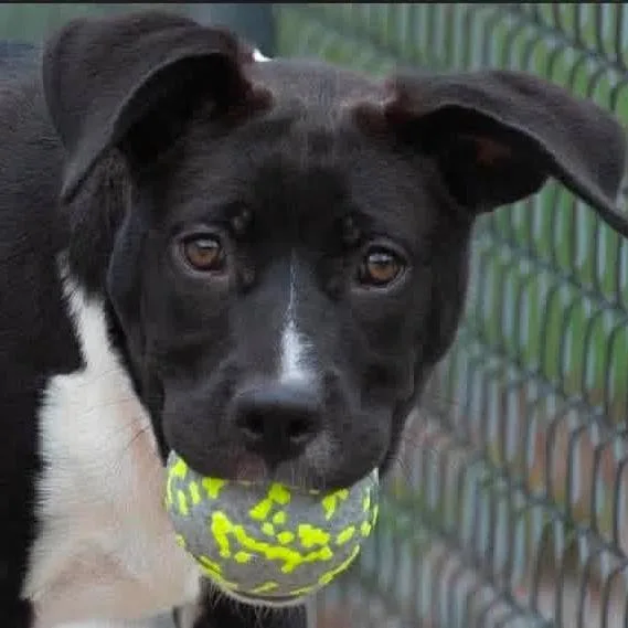 A baby medium-sized female Terrier dog named Diamond for adoption in Minneapolis, MN