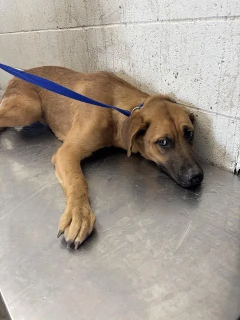 A young small-sized female German Shepherd Dog dog named Bella for adoption in San Bernardino, CA