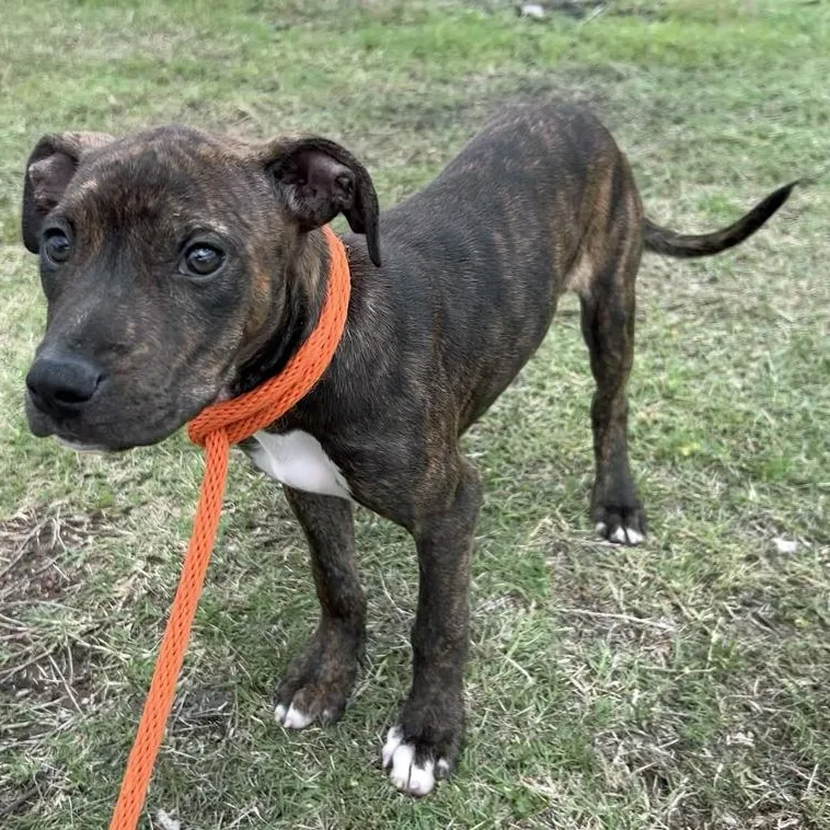 A young medium-sized female Brindle Pit Bull Terrier dog named Brookie for adoption in Oklahoma City, OK