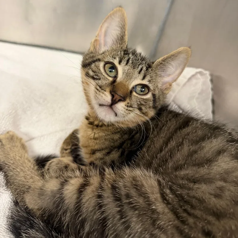 A baby small-sized male Brown / Chocolate Domestic Short Hair cat named Bam Bam for adoption in Martinsville, VA