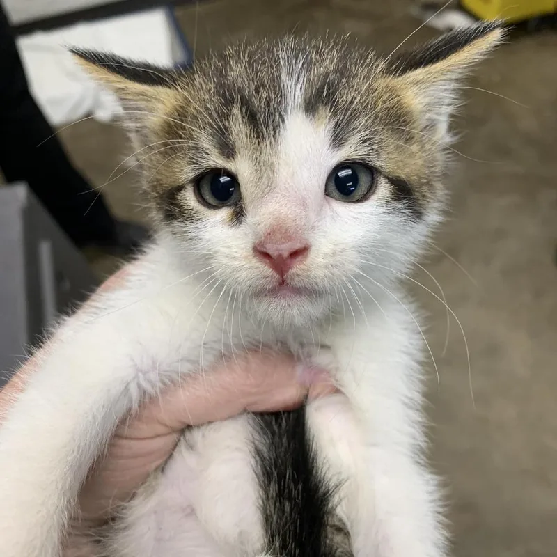 A baby small-sized male White Domestic Short Hair cat named Walter for adoption in Cleveland, MS