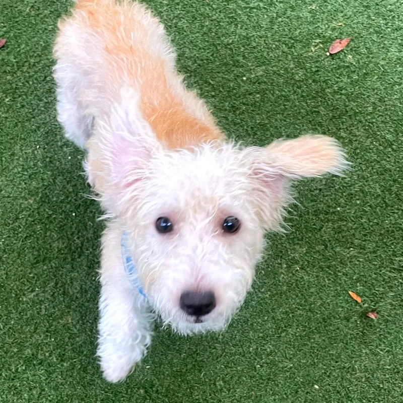 Alfredo