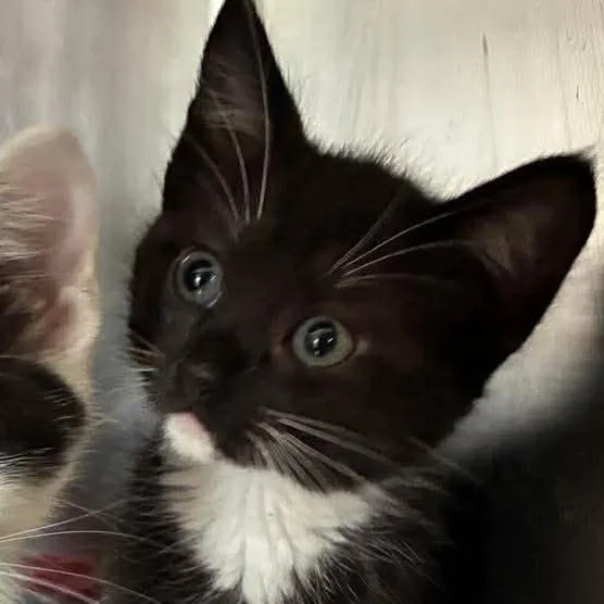 A baby medium-sized male Black & White / Tuxedo Domestic Short Hair cat named Mittens for adoption in Petersburg, IL