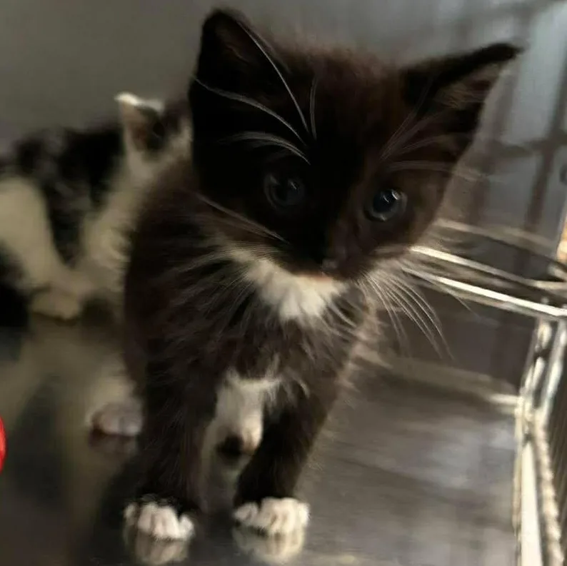 Mittens thumbnail 3