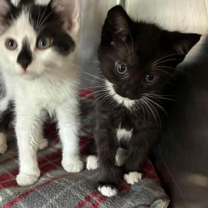 Mittens thumbnail 4