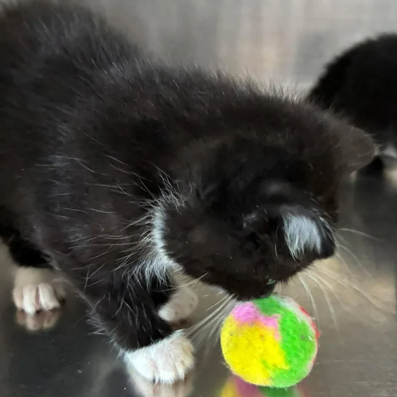 Mittens thumbnail 5