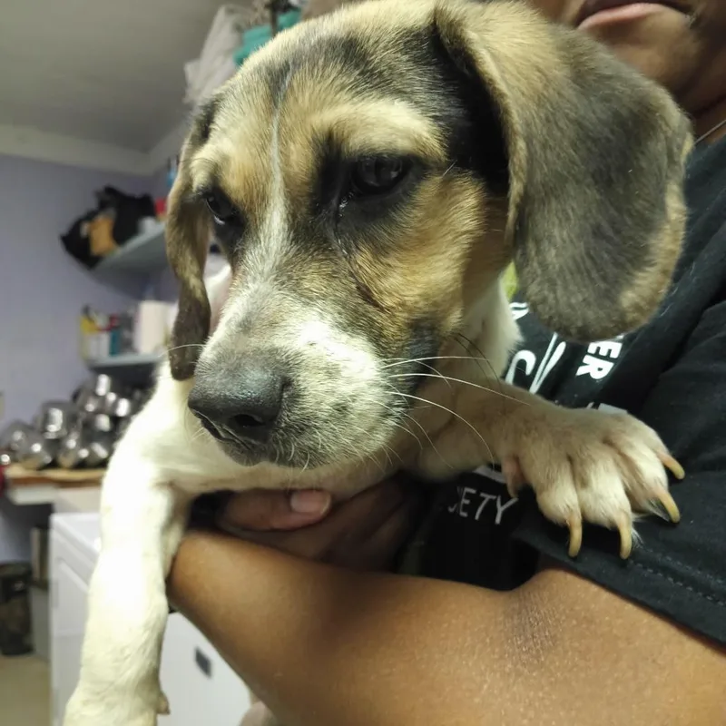 A young small-sized female Yellow / Tan / Blond / Fawn Beagle dog named Bianca for adoption in Valley, AL