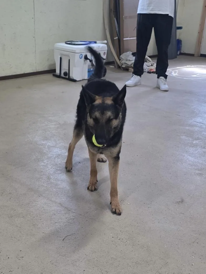 A young medium-sized male German Shepherd Dog dog named Jonah for adoption in oriskany, NY