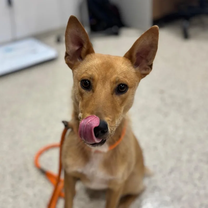 A young medium-sized male Yellow / Tan / Blond / Fawn Carolina Dog dog named Cannellini for adoption in Nashville, IN