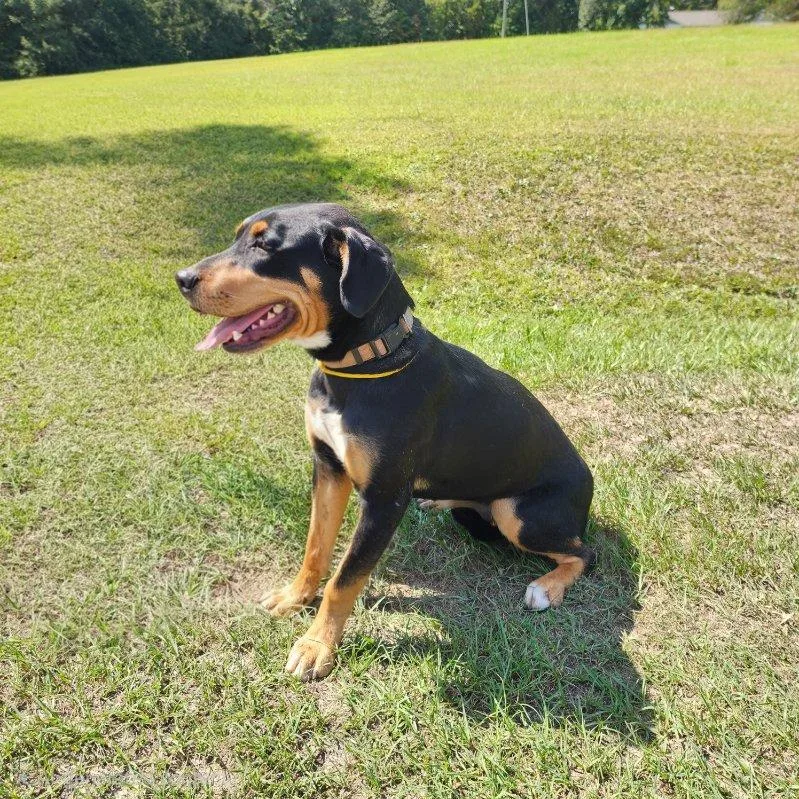 A young medium-sized female Rottweiler dog named Patti for adoption in Manhasset, NY
