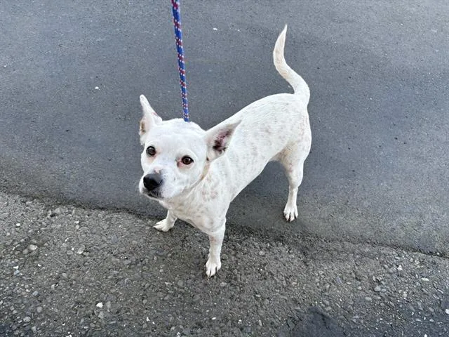 An adult medium-sized female Terrier dog named Sprinkle for adoption in Fairfield, CA
