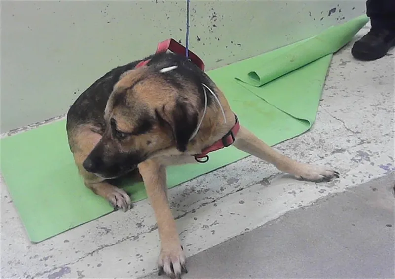 An adult medium-sized male German Shepherd Dog dog named Rafael for adoption in Houston, TX