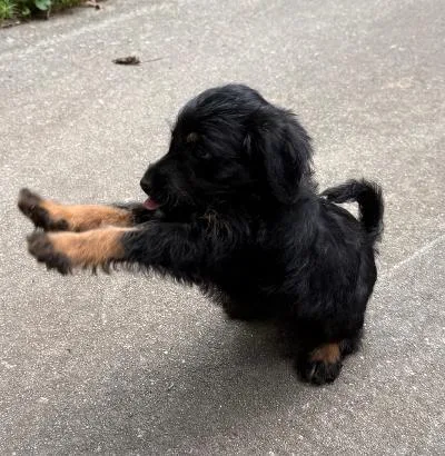 A baby small-sized female Poodle dog named Pixie for adoption in Wilkesboro, NC