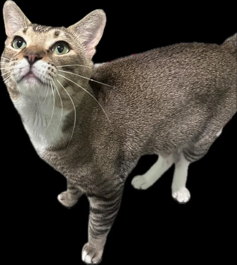 An adult medium-sized male Brown / Chocolate Domestic Short Hair cat named Kiwi Sweets for adoption in Chandler, AZ