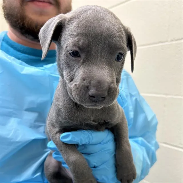 A baby small-sized male American Staffordshire Terrier dog named Moe for adoption in San Antonio, TX