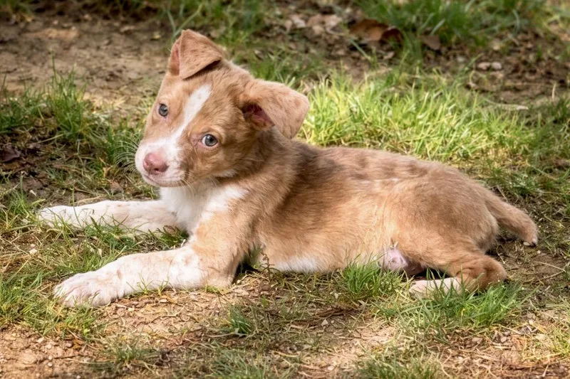 A baby large-sized male Australian Shepherd dog named Sully for adoption in Princeton, MA